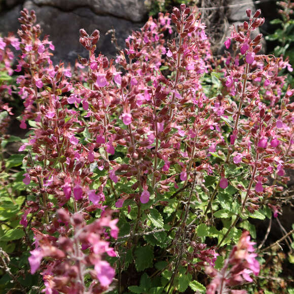 Teucrium chamaedrys: Bild 2/3 Teucrium chamaedrys: Bild 2/3