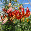 Lilium martagon 'Claude Shride': Bild 1/5