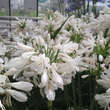 Agapanthus africanus 'Albus': Bild 1/4