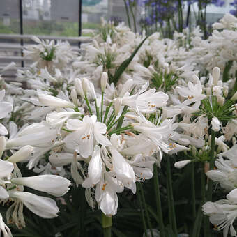 Agapanthus africanus 'Albus'