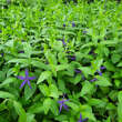 Vinca major 'Oxyloba': Bild 6/11