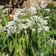 Agapanthus africanus 'Albus': Bild 3/4