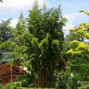 Phyllostachys aureos. 'Spectabilis' - Gelbholziger Bambus