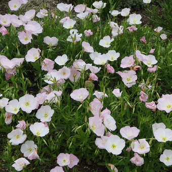 Oenothera speciosa 'Alba'
