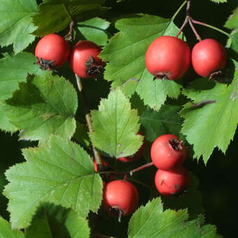 Crataegus coccinea (Cr. pedicellata)