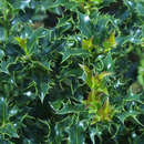 Ilex aquifolium 'Alaska' - Stechpalme