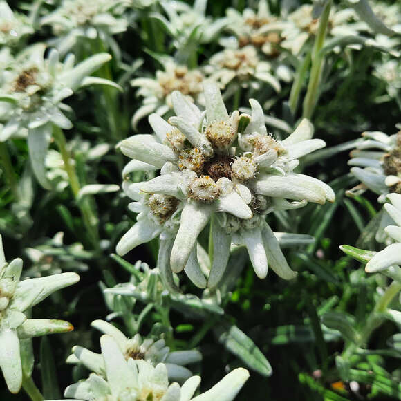 Leontopodium alpinum: Bild 6/9 Leontopodium alpinum: Bild 6/9