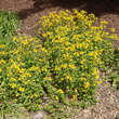 Mimulus luteus: Bild 3/4