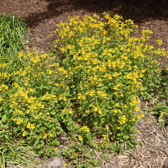 Mimulus luteus: Bild 3/4 Mimulus luteus: Bild 3/4