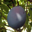 Prunus domestica 'Hanita': Bild 1/2