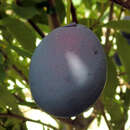 Prunus domestica 'Hanita' - Zwetschke