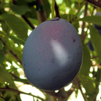 Prunus dom. 'Hanita'