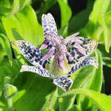 Tricyrtis hirta - Krötenlilie
