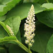 Phytolacca acinosa: Bild 1/5