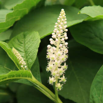 Phytolacca acinosa