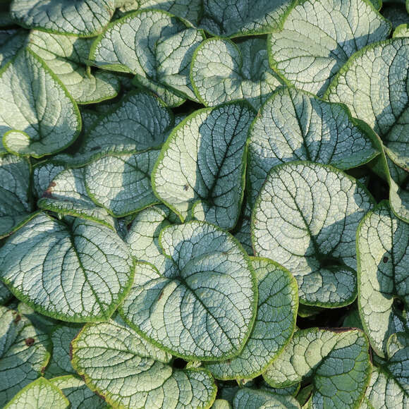 Brunnera macrophylla 'Silver Heart': Bild 1/3 Brunnera macrophylla 'Silver Heart': Bild 1/3