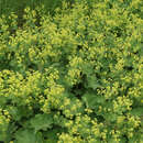 Alchemilla mollis - Frauenmantel