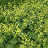 Alchemilla mollis - Frauenmantel