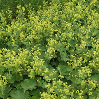 Alchemilla mollis