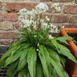 Allium ursinum: Bild 6/7