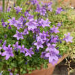 Campanula portenschlagiana: Bild 4/5