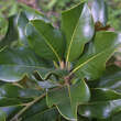 Magnolia grand. 'Francois Treyve': Bild 6/8