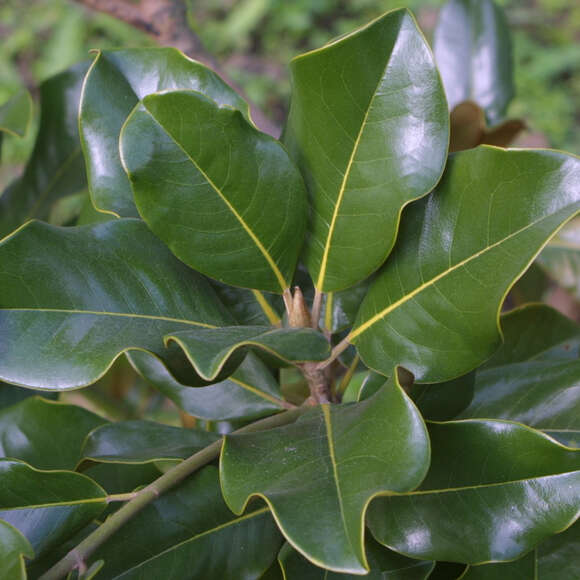 Magnolia grandiflora 'Francois Treyve': Bild 6/8 Magnolia grandiflora 'Francois Treyve': Bild 6/8