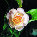 Calycanthus chinensis - Sommergewürzstrauch