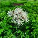 Thalictrum aquilegifolium 'Nimbus White' - Wiesenraute