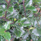 Ilex meserveae 'Blue Princess' - Stechpalme