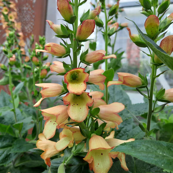 Digitalis purpurea 'Apricot Beauty': Bild 5/5 Digitalis purpurea 'Apricot Beauty': Bild 5/5