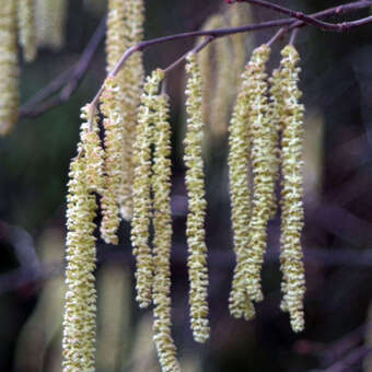 Corylus avellana