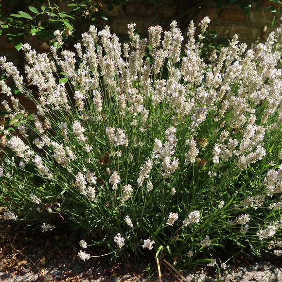 Lavandula angustifolia 'Melissa': Bild 4/5 Lavandula angustifolia 'Melissa': Bild 4/5
