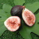 Ficus carica 'Bellone' - Fruchtfeige