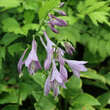 Hosta 'Golden Tiara': Bild 2/5