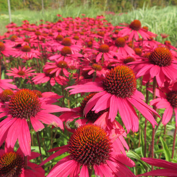 Echinacea purpurea 'Glowing Dream': Bild 2/3 Echinacea purpurea 'Glowing Dream': Bild 2/3