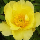 Paeonia Intersec. 'Going Bananas' - Pfingstrose Intersectional-Hybride