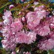 Prunus serrulata 'Kanzan': Bild 1/6