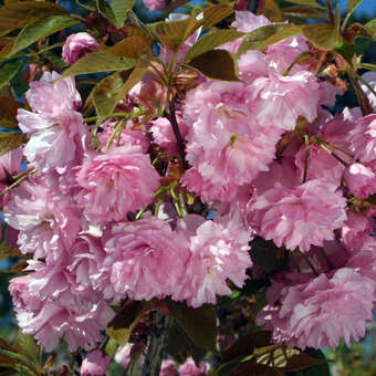 Prunus serrulata 'Kanzan'