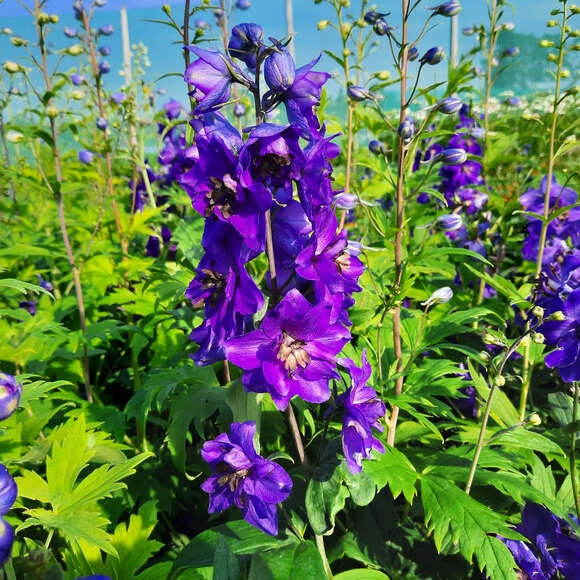 Delphinium Pacific Hybr. 'Black Knight': Bild 2/3 Delphinium Pacific Hybr. 'Black Knight': Bild 2/3