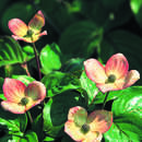 Cornus kousa 'Satomi' - Japanischer Blumenhartriegel
