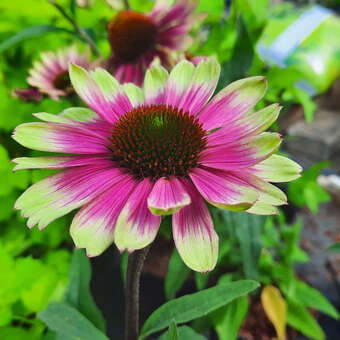 Echinacea purpurea 'Sweet Sandia'