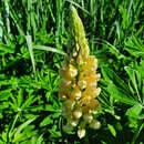 Lupinus 'Russel Gelb' - Wolfsbohne, Lupine