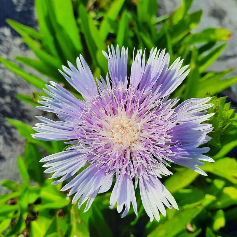 Kornblumenaster (Stokesia laevis) lila kaufen