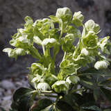 Helleborus argutifolius - Schneerose