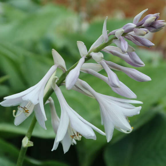 Hosta 'Empress Wu': Bild 2/3 Hosta 'Empress Wu': Bild 2/3