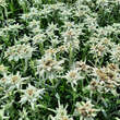Leontopodium alpinum: Bild 5/9