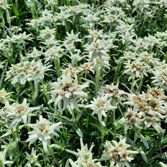 Leontopodium alpinum: Bild 5/9 Leontopodium alpinum: Bild 5/9