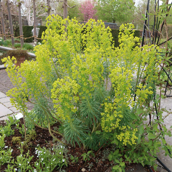 Euphorbia characias wulfenii: Bild 5/13