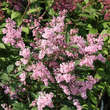 Syringa josiflexa 'Bellicent': Bild 1/3